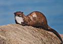 Lutra Canadensis